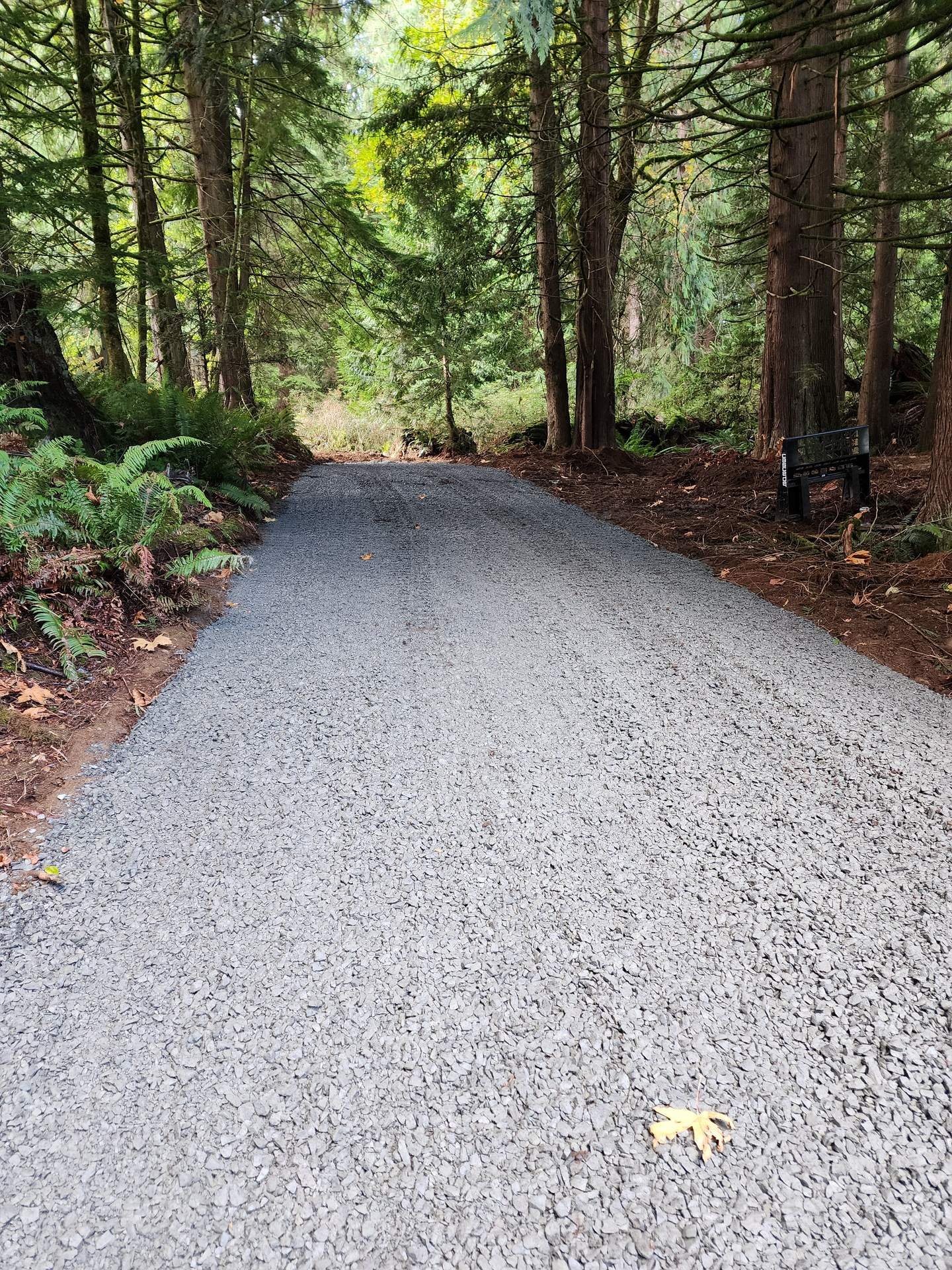New gravel access road running through a stand of tall evergreen trees