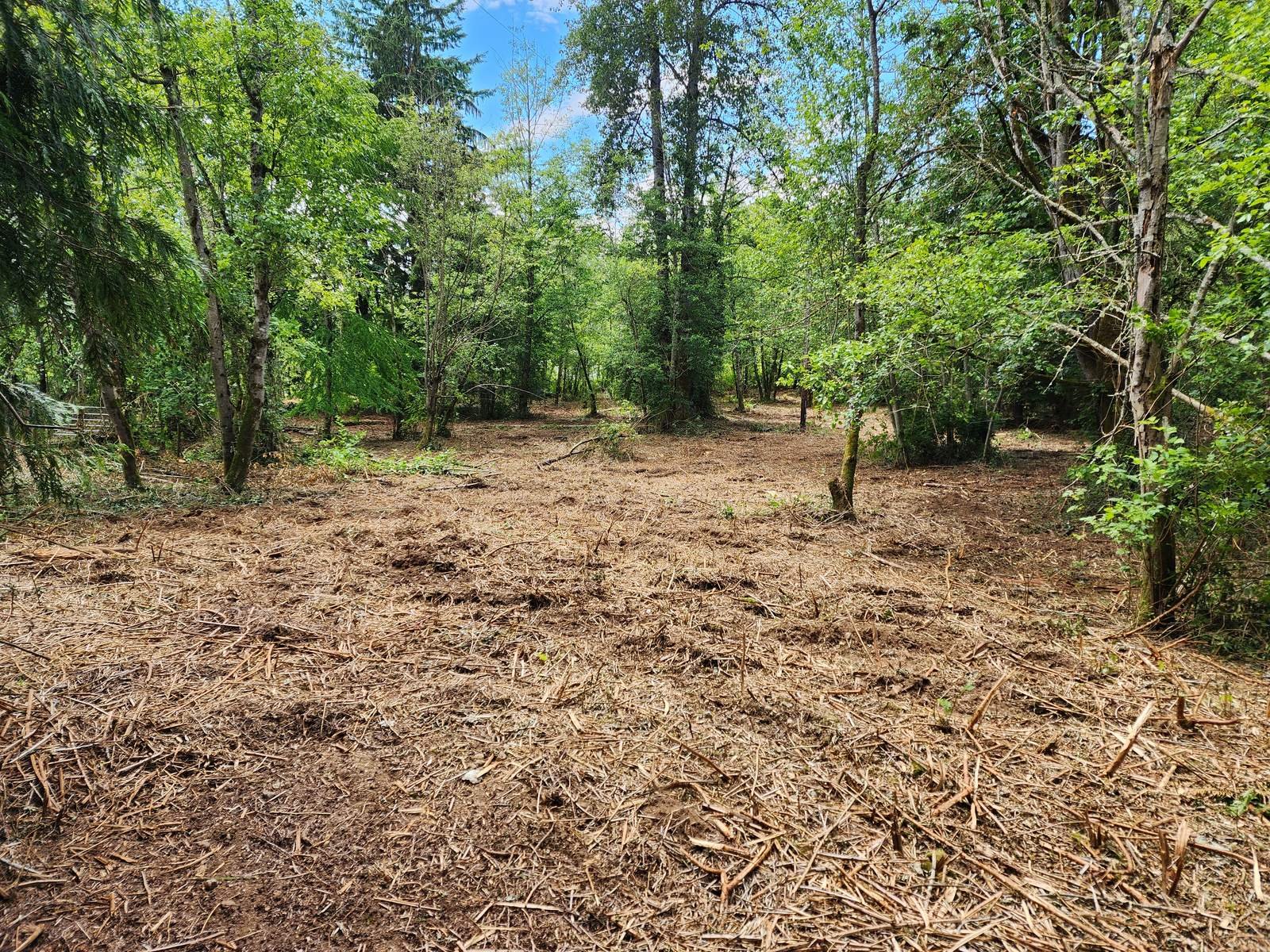 Wooded lot with underbrush cleared and ground covered in mulch
