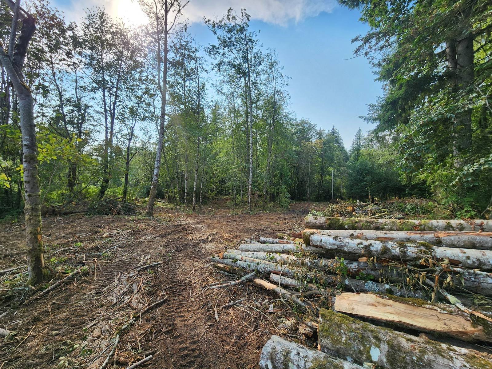 Cleared wooded lot with stacked logs after land clearing
